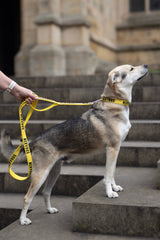 Twiggy Tags Awareness Close Control Dog Lead - Nervous