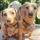 Cocopup Explore Dog Harness - Pup Plaid