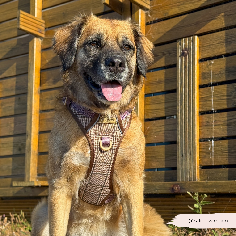Cocopup Explore Dog Harness - Pup Plaid