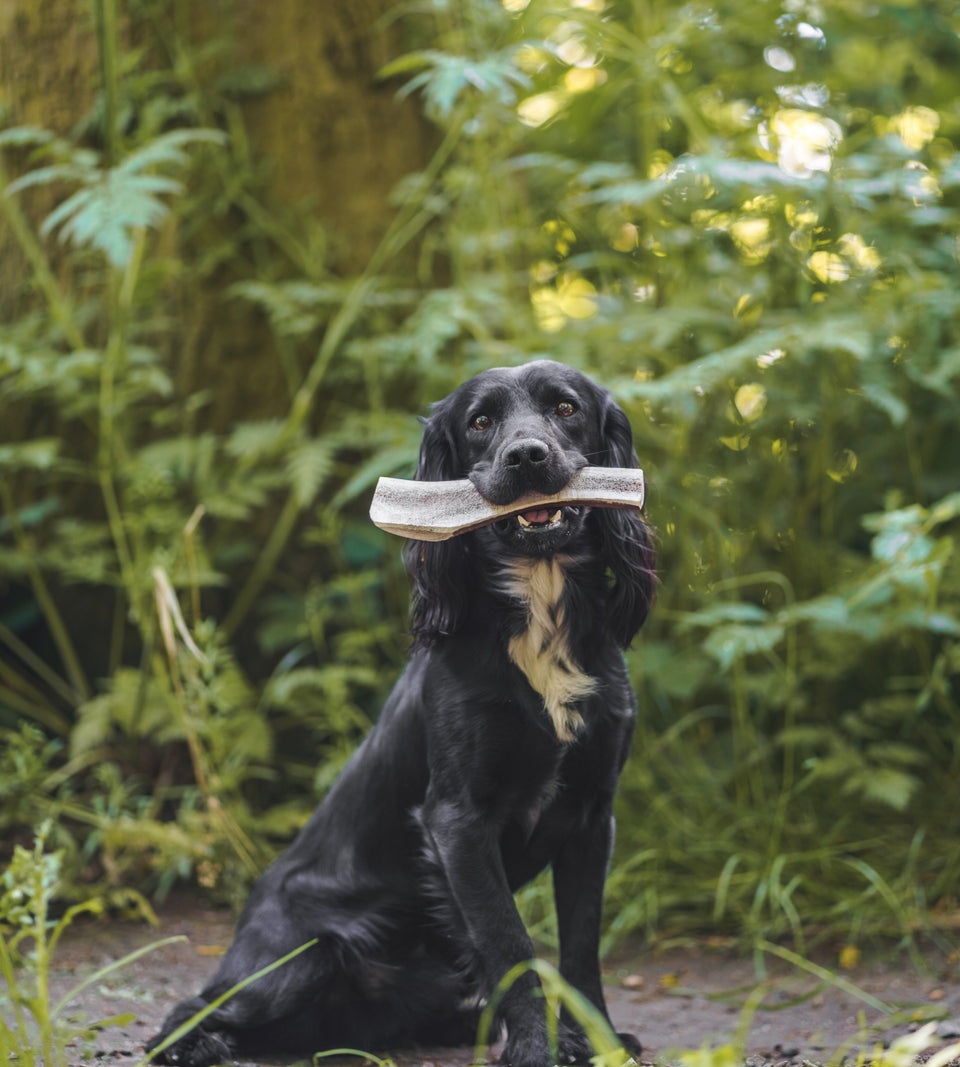 Anco Antler Easy Dog Chew