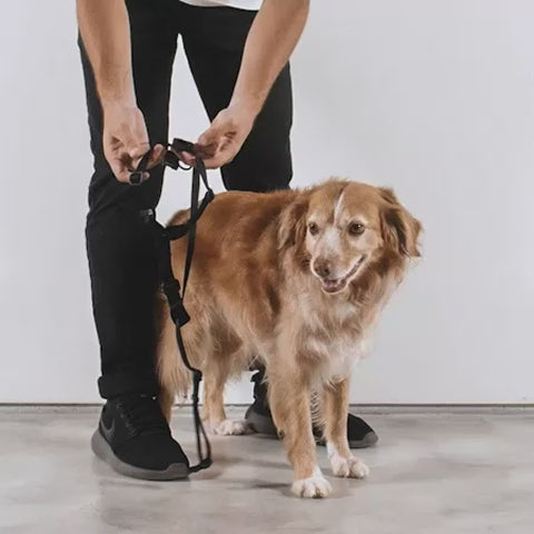 Zeedog H Dog Harness Skull