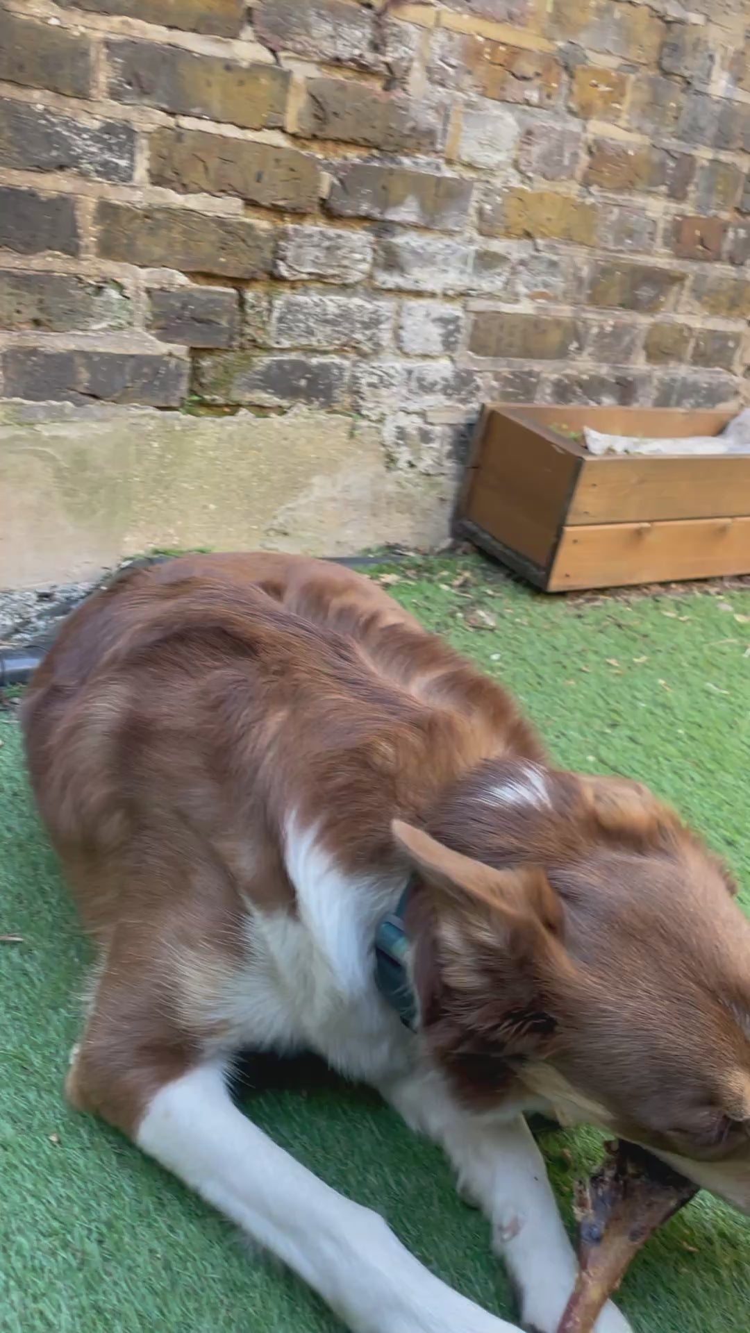 Ostrich Drumstick Dog Chew