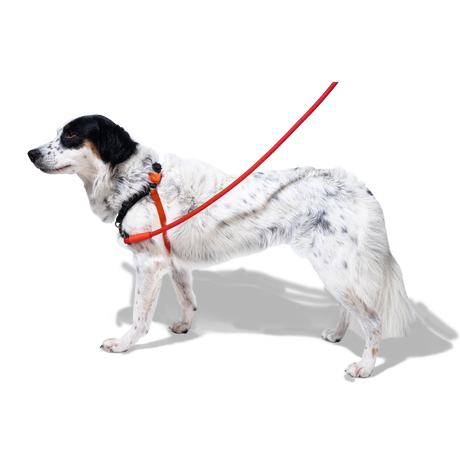 Zeedog Soft-Walk Harness Fatboy