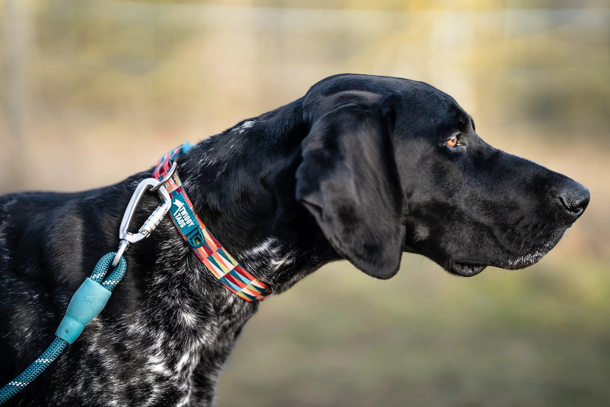 Twiggy Tags Comfort Collar