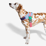 Zeedog Fly Harness Galaxy